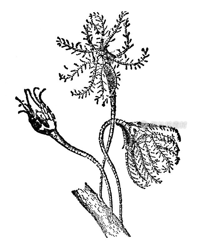 地中海羽毛星海百合(Antedon Mediterranea) - 19世纪